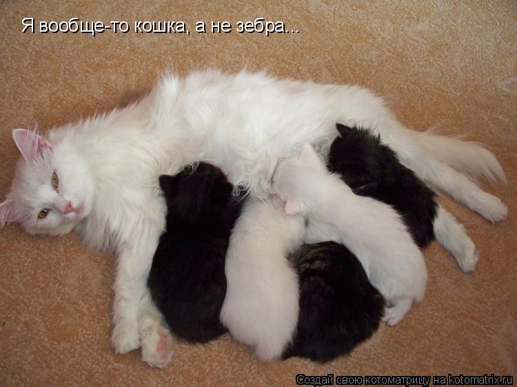 Я вообще-то кошка, а не зебра...... Котоматрица: Я вообще-то кошка, а не зебра...