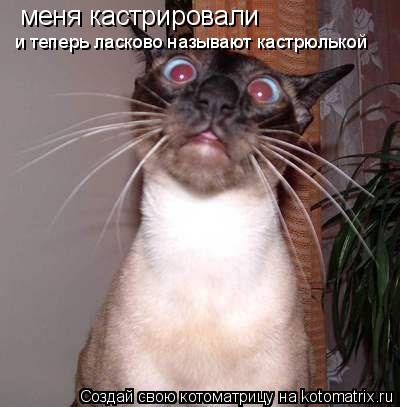 меня кастрировали и теперь ласково называют кастрюлькой... Котоматрица: меня кастрировали и теперь ласково называют кастрюлькой