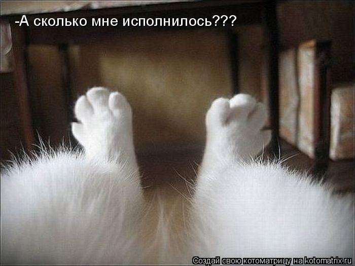 -А сколько мне исполнилось???... Котоматрица: -А сколько мне исполнилось???
