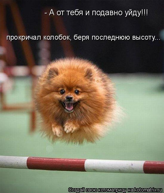- А от тебя и подавно уйду!!! прокричал колобок, беря последнюю высоту...... Котоматрица: - А от тебя и подавно уйду!!! прокричал колобок, беря последнюю высоту...