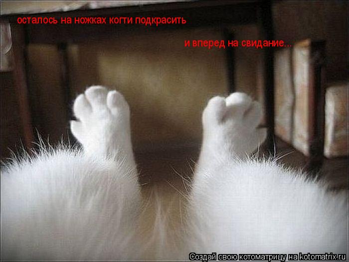 осталось на ножках когти подкрасить и вперед на свидание...... Котоматрица: осталось на ножках когти подкрасить и вперед на свидание...