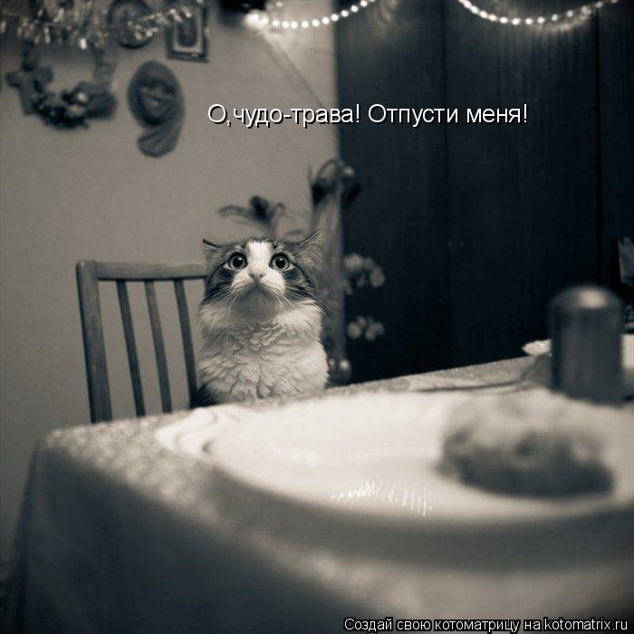 О,чудо-трава! Отпусти меня!... Котоматрица: О,чудо-трава! Отпусти меня!