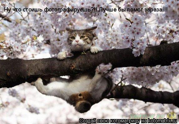Ну что стоишь фотографируешь?!! Лучше бы помог зараза!!!... Котоматрица: Ну что стоишь фотографируешь?!! Лучше бы помог зараза!!!