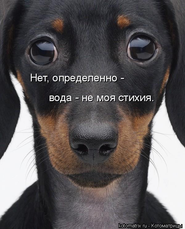 Нет, определенно - вода - не моя стихия.... Котоматрица: Нет, определенно - вода - не моя стихия.