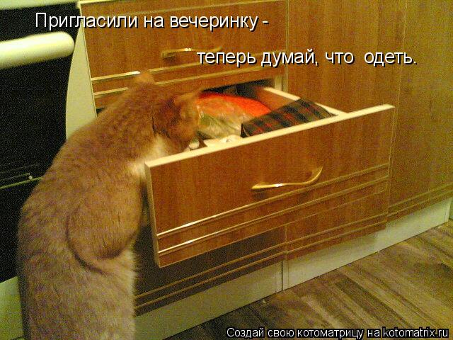 Пригласили на вечеринку - теперь думай, что одеть.... Котоматрица: Пригласили на вечеринку - теперь думай, что одеть.
