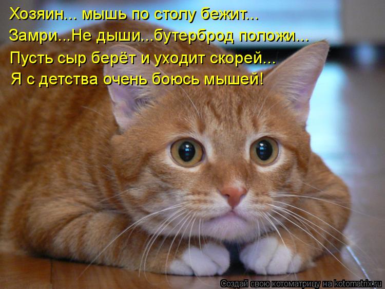 Я с детства очень боюсь мышей! Хозяин... мышь по столу бежит... Замри...Не дыши...бутерброд положи...... Котоматрица: Я с детства очень боюсь мышей! Хозяин... мышь по столу бежит... Замри...Не дыши...бутерброд положи... Пусть сыр берёт и уходит скорей...