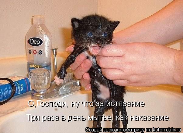 Три раза в день мытье, как наказание. О,Господи, ну что за истязание,... Котоматрица: Три раза в день мытье, как наказание. О,Господи, ну что за истязание,