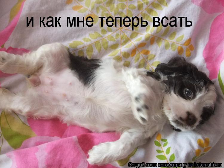 и как мне теперь всать... Котоматрица: и как мне теперь всать
