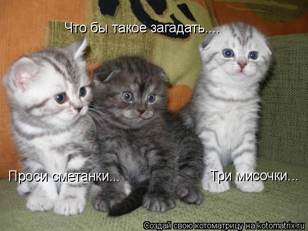 Что бы такое загадать.... Проси сметанки... Три мисочки...... Котоматрица: Что бы такое загадать.... Проси сметанки... Три мисочки...
