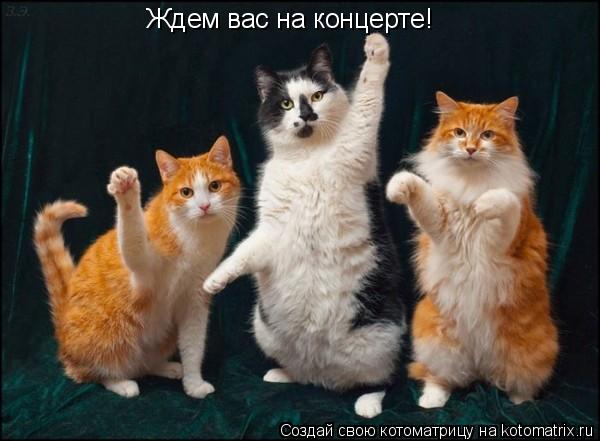 Ждем вас на концерте!... Котоматрица: Ждем вас на концерте!