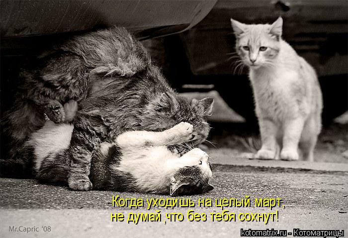 Когда уходишь на целый март, не думай что без тебя сохнут! ,... Котоматрица: Когда уходишь на целый март, не думай что без тебя сохнут! ,