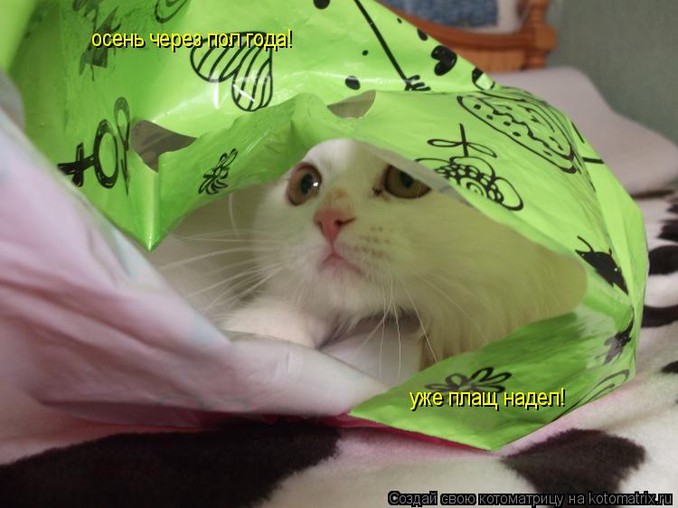осень через пол года! уже плащ надел!... Котоматрица: осень через пол года! уже плащ надел!
