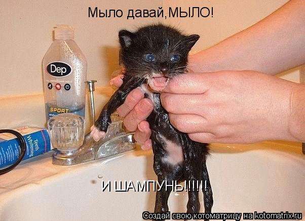 Мыло давай,МЫЛО! И ШАМПУНЬ!!!!!!... Котоматрица: Мыло давай,МЫЛО! И ШАМПУНЬ!!!!!!
