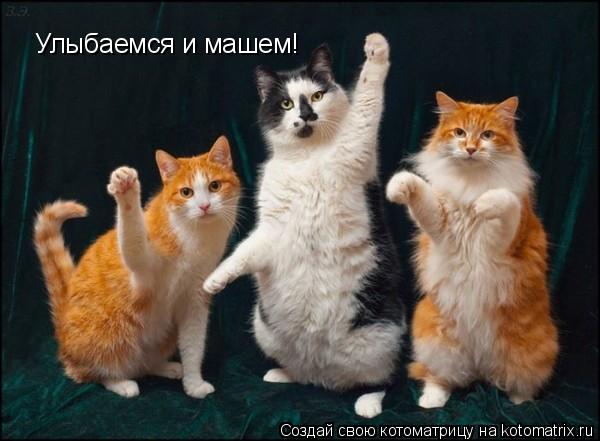 Улыбаемся и машем!... Котоматрица: Улыбаемся и машем!