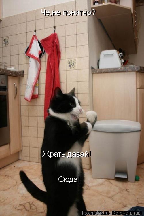 Чё,не понятно? Жрать давай! Сюда!... Котоматрица: Чё,не понятно? Жрать давай! Сюда!
