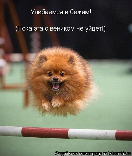 Улибаемся и бежим! (Пока эта с веником не уйдёт!)... Котоматрица: Улибаемся и бежим! (Пока эта с веником не уйдёт!)