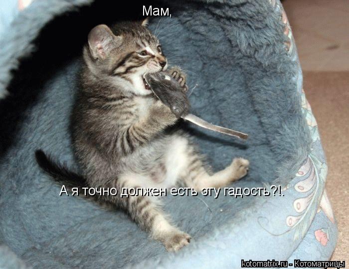 Мам, А я точно должен есть эту гадость?!. А я точно должен есть эту гадость?!.... Котоматрица: Мам, А я точно должен есть эту гадость?!. А я точно должен есть эту гадость?!.