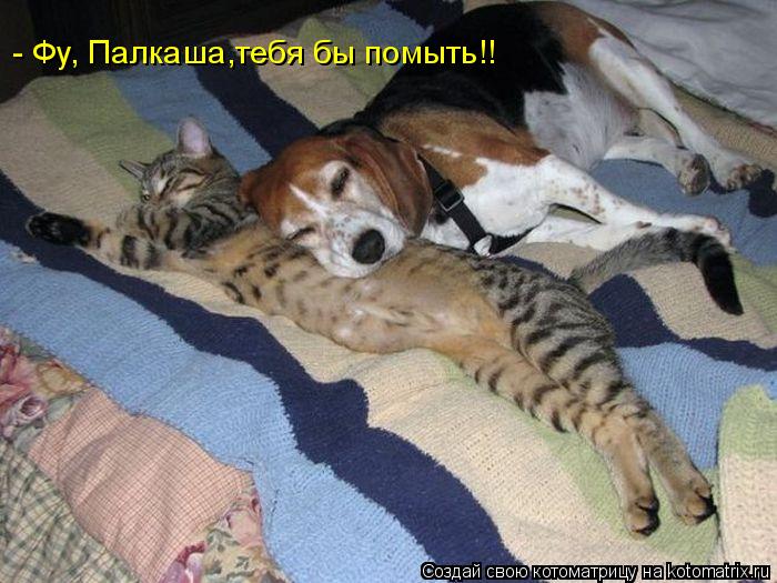 - Фу, Палкаша,тебя бы помыть!!... Котоматрица: - Фу, Палкаша,тебя бы помыть!!