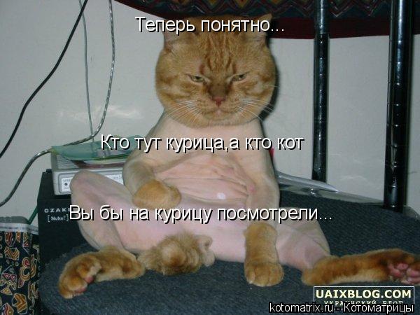 Теперь понятно... Кто тут курица,а кто кот Вы бы на курицу посмотрели...... Котоматрица: Теперь понятно... Кто тут курица,а кто кот Вы бы на курицу посмотрели...