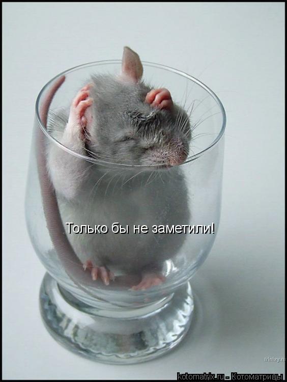 Только бы не заметили!... Котоматрица: Только бы не заметили!