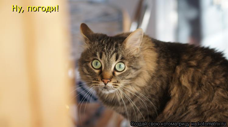 Hy, погоди!... Котоматрица: Hy, погоди!