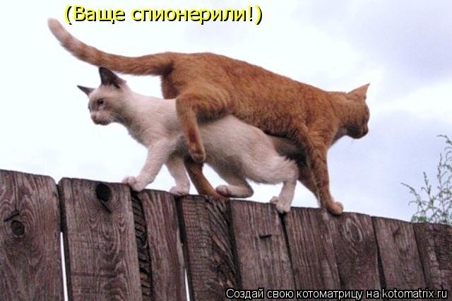 (Ваще спионерили!)... Котоматрица: (Ваще спионерили!)