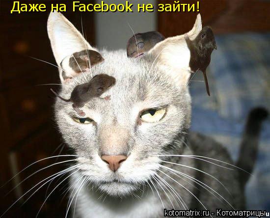 Даже на Facebook не зайти!... Котоматрица: Даже на Facebook не зайти!