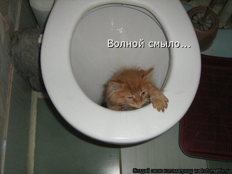 Волной смыло...... Котоматрица: Волной смыло...