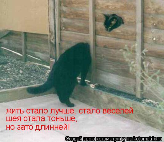 жить стало лучше, стало веселей шея стала тоньше, но зато длинней!... Котоматрица: жить стало лучше, стало веселей шея стала тоньше, но зато длинней!