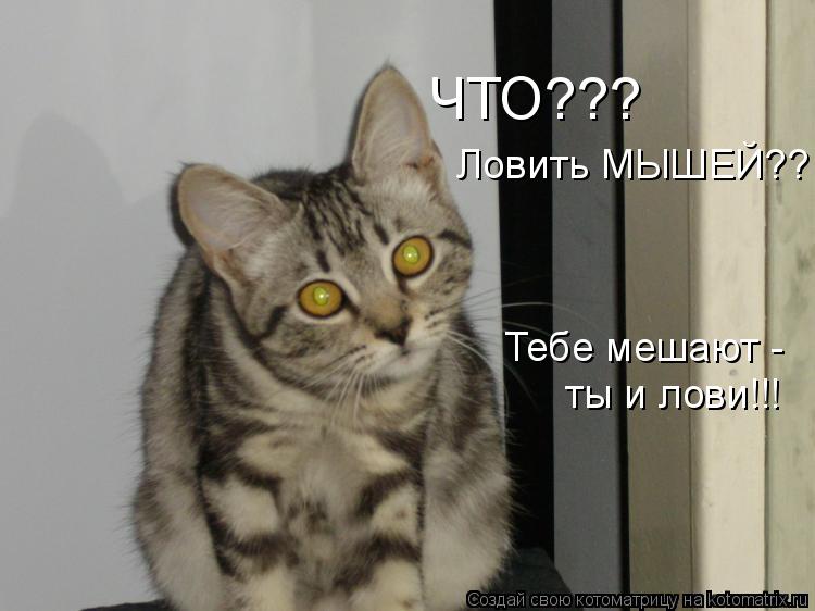ЧТО??? Ловить МЫШЕЙ?? Тебе мешают - ты и лови!!!... Котоматрица: ЧТО??? Ловить МЫШЕЙ?? Тебе мешают - ты и лови!!!