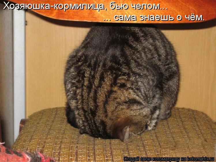 Хозяюшка-кормилица, бью челом... ... сама знаешь о чём.... Котоматрица: Хозяюшка-кормилица, бью челом... ... сама знаешь о чём.