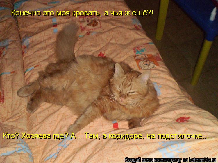 Котоматрица: Конечно это моя кровать, а чья ж ещё?! Конечно это моя кровать, а чья ж ещё?! Кто? Хозяева где? А... Там, в коридоре, на подстилочке.....