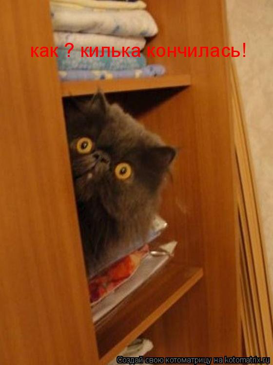 Котоматрица: как ? килька кончилась!
