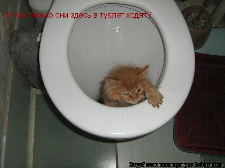Котоматрица: И как только они здесь в туалет ходят?