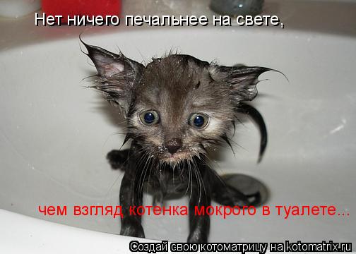 Котоматрица: Нет ничего печальнее на свете, чем взгляд котенка мокрого в туалете...