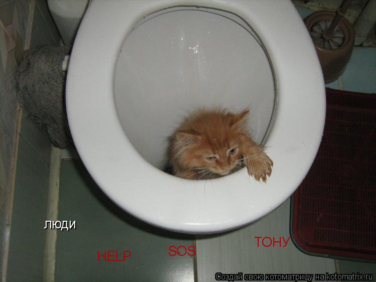 Котоматрица: люди HELP SOS ТОНУ