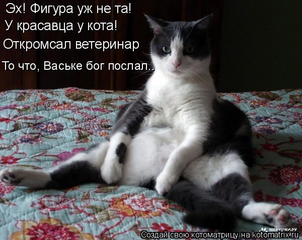 Котоматрица: Эх! Фигура уж не та! У красавца у кота! Откромсал ветеринар То что, Ваське бог послал..