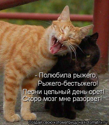 - Полюбила рыжего, Рыжего-бестыжего! Песни цельный день орет! Скоро мозг мне разорвет!... Котоматрица: - Полюбила рыжего, Рыжего-бестыжего! Песни цельный день орет! Скоро мозг мне разорвет!