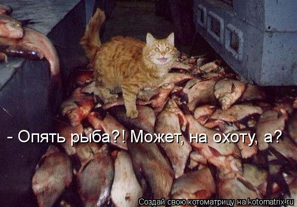 Котоматрица: - Опять рыба?! Может, на охоту, а?