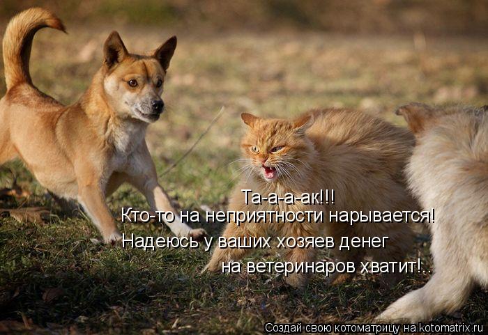 Та-а-а-ак!!! Кто-то на неприятности нарывается! Надеюсь у ваших хозяев денег на ветеринаров хватит!.... Котоматрица: Та-а-а-ак!!! Кто-то на неприятности нарывается! Надеюсь у ваших хозяев денег на ветеринаров хватит!..