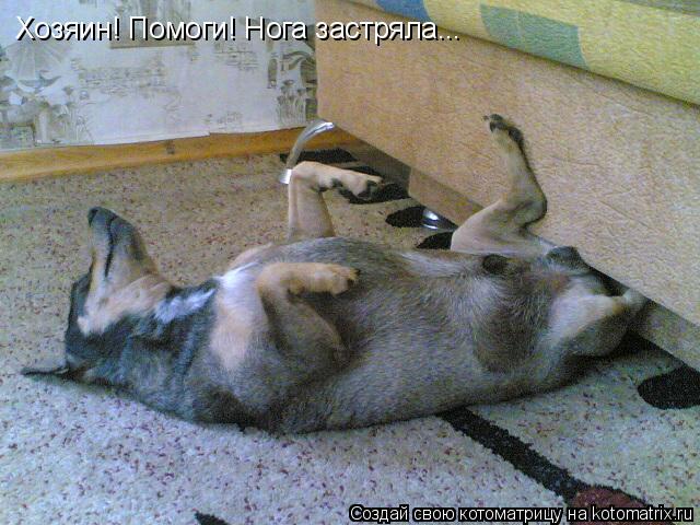 Хозяин! Помоги! Нога застряла...... Котоматрица: Хозяин! Помоги! Нога застряла...