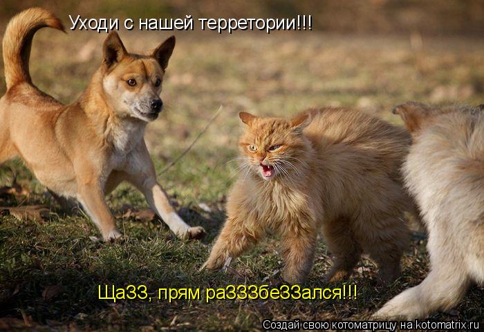 Уходи с нашей терретории!!! ЩаЗЗ, прям раЗЗЗбеЗЗался!!!... Котоматрица: Уходи с нашей терретории!!! ЩаЗЗ, прям раЗЗЗбеЗЗался!!!