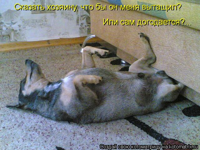 Сказать хозяину, что бы он меня вытащил? Или сам догодается?...... Котоматрица: Сказать хозяину, что бы он меня вытащил? Или сам догодается?...