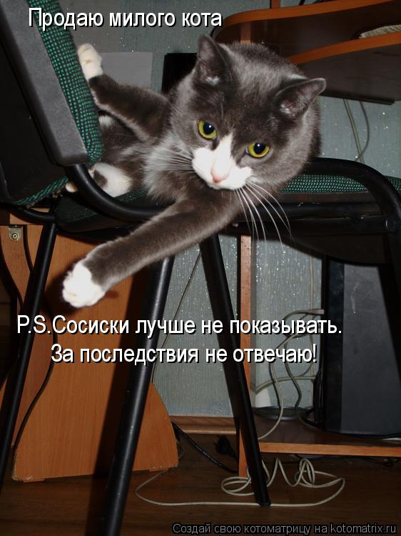 Котоматрица: Продаю милого кота P.S.Сосиски лучше не показывать. За последствия не отвечаю!