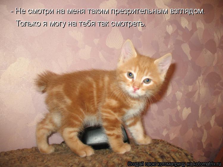 - Не смотри на меня таким презрительным взглядом. Только я могу на тебя так смотреть.... Котоматрица: - Не смотри на меня таким презрительным взглядом. Только я могу на тебя так смотреть.