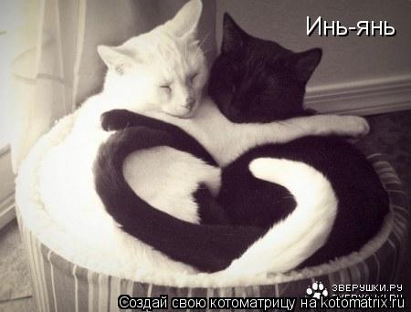 Инь-янь... Котоматрица: Инь-янь