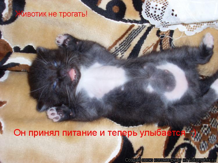 Животик не трогать! Он принял питание и теперь улыбается :)... Котоматрица: Животик не трогать! Он принял питание и теперь улыбается :)