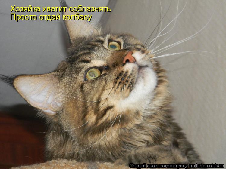 Хозяйка хватит соблазнять Просто отдай колбасу... Котоматрица: Хозяйка хватит соблазнять Просто отдай колбасу