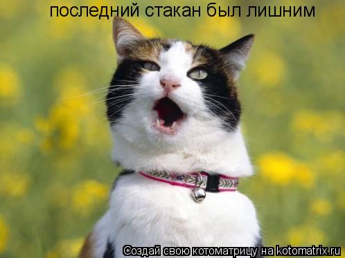 последний стакан был лишним... Котоматрица: последний стакан был лишним