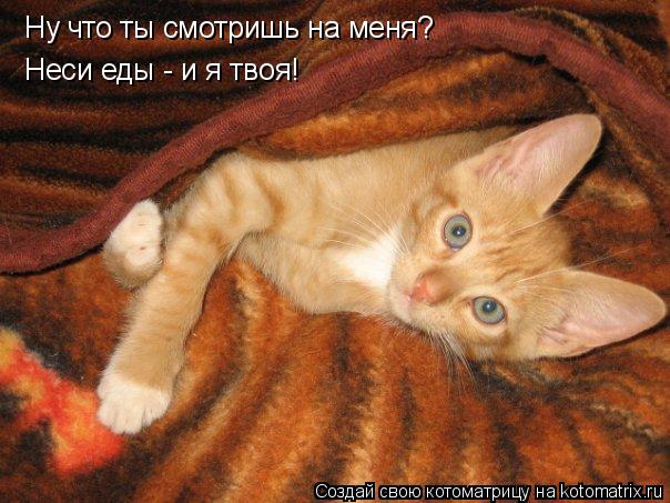 Ну что ты смотришь на меня? Неси еды - и я твоя!... Котоматрица: Ну что ты смотришь на меня? Неси еды - и я твоя!